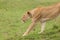 A stretching lioness on the grasslands