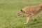 A stretching lioness on the grasslands