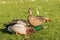 Stretching male and female mallards