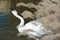 Stretching trumpet swan
