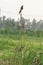 Striated babbler Bird in india