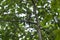 Striated bulbul or Pycnonotus striatus bird perched on tree branch in natural green background in foothills of himalaya