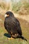 Striated Caracara - Falkland Islands