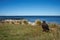 Striated Caracara - Falkland Islands