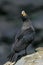 Striated Caracara or Forster`s Caracara, phalcoboenus australis, Adult calling