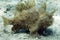 Striated Frogfish