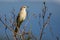 Striated Grass bird with nature background