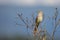 Striated Grass bird with nature background