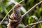 Striated Grass bird with nature background