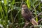 Striated Grass bird with nature background