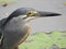 Striated heron