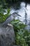 Striated Heron also known as mangrove heron bird fishing along shoreline in Waikiki, Hawaii, USA