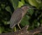 Striated Heron in Australia