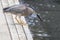 Striated Heron in Australia