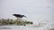 Striated Heron Bird Butorides Striata in Hunting on Water