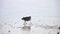 Striated Heron Bird Butorides Striata in Hunting on Water