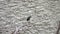 Striated Heron Bird Butorides Striata Hunting on Water