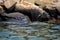 striated heron bird standing on rock looking fish for prey, wildlife photography