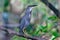 Striated Heron Butorides striata Beautiful Birds of Thailand