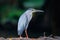 Striated Heron Butorides striata Beautiful Birds of Thailand