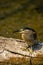 Striated heron or Butorides striata close up sitting on tree trunk extremely sharp and close image clicked in keoladeo