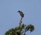 Striated heron (Butorides striata) perched on the tree