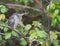 A Striated Heron in dense vegetation