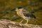 Striated heron or green backed heron close up sitting on tree trunk extremely sharp and close image clicked in keoladeo bharatpur