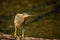 Striated heron or green backed heron close up sitting on tree trunk extremely sharp and close image clicked in keoladeo bharatpur