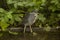 Striated heron,mangrove heron, little heron, green-backed heron, Butorides striata.