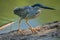 A Striated Heron in the Peruvian Amazon