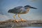 A Striated Heron in the Peruvian Amazon