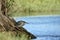 Striated Heron in Pottuvil, Sri Lanka