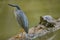 A Striated Heron site on a floating log with a turtle. Iquitos, Peru