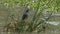 Striated heron standing on reeds at lake baringo