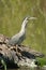 Striated heron stands on riverbank stretching neck