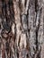 Striated Natural Textured Bark Pattern