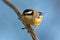 Striated Pardalote