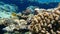 Striated surgeonfish Ctenochaetus striatus undersea, Red Sea, Egypt, Sharm El Sheikh, Nabq Bay