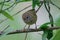 Striated Thornbill Endemic to Australia