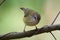 Striated Thornbill Endemic to Australia