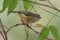 Striated Thornbill Endemic to Australia