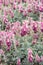 Stribrny Saxifrage Saxifraga Stribrny, abundant flowering plants