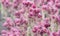 Stribrny Saxifrage Saxifraga stribrny, close-up of pink-lilac flowers