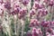 Stribrny Saxifrage Saxifraga stribrny, close-up of pink-lilac inflorescence