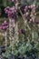 Stribrny Saxifrage Saxifraga stribrny, flowering in the sun