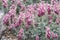Stribrny Saxifrage, Saxifraga stribrny, pink-lilac flowering natural habitat