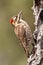 Strickland\'s (Arizona) Woodpecker