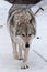 A strict female wolf goes straight up on you in front of a close-up of the snow