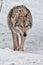 A strict female wolf goes straight up on you in front of a close-up of the snow